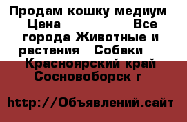 Продам кошку медиум › Цена ­ 6 000 000 - Все города Животные и растения » Собаки   . Красноярский край,Сосновоборск г.